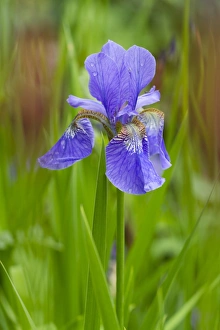 Ornamental Prints: Blue Flag Iris (Iris versicolor) flowering, growing in garden, Herefordshire, England, May