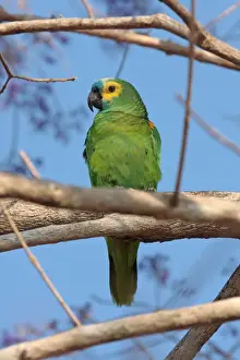 Parrot Prints: Blue-fronted Amazon Parrot (Amazona aestiva) adult male