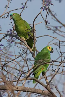 Blue-fronted Amazon Parrot (Amazona aestiva) adult pair (female left, male right), perched in tree, Pouso Alegre, Mato Grosso, Brazil, september