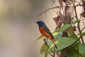 Himalayan Prints: Blue-fronted Redstart (Phoenicurus frontalis) adult male