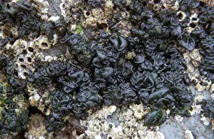 Alga Prints: Blue-green Algae (Rivularia bullata) Growing amid and on Acorn Barnacles / Padstow