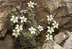 Grey Prints: Blue-green Saxifrage (Saxifraga caesia) flowering