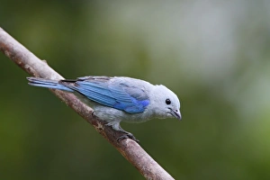 Costa Rican Prints: Blue-grey Tanager (Thraupis episcopus) adult, perched on branch, Costa Rica, April