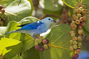 Blue-grey Tanager (Thraupis episcopus) adult, feeding on Seagrape (Coccoloba uvifera) fruit, Tobago