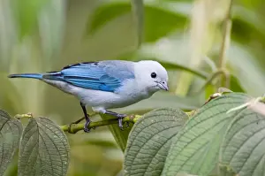Blue-grey Tanager (Thraupis episcopus cana) adult male, perched on stem, El Valle, Panama