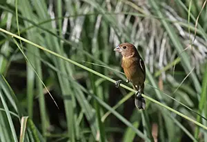 Central America Prints: Blue Grosbeak (Passerina caerulea) adult female / juvenile