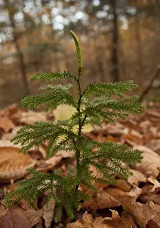 Floor Prints: Blue Ground-cedar (Lycopodium tristachyum) growing in woodland