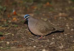 Pigeon Prints: Blue-headed Quail-dove (Starnoenas cyanocephala) adult