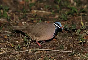 Blue-headed Quail-dove (Starnoenas cyanocephala) adult, walking on forest floor, Zapata Peninsula, Matanzas Province