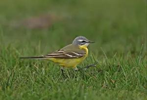 Blue-headed Wagtail (Motacilla flava flava) adult male, walking on short grass, Sea Palling, Norfolk, England, april