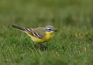 Blue-headed Wagtail (Motacilla flava flava) adult male, with fly in beak, standing on short grass, Sea Palling, Norfolk, England, april