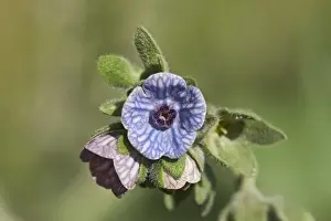 Aegean Prints: Blue Hounds Tongue (Cynoglossum creticum) close-up of flowers, Crete, Greece, April