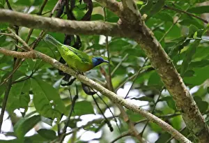 Endemic Prints: Blue-masked Leafbird (Chloropsis venusta) adult male