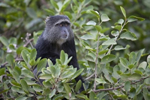 Guenon Prints: Blue Monkey (Cercopithecus mitis) adult