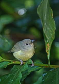 Song Bird Prints: Blue Mountain Vireo (Vireo osburni) adult, perched on stem, Blue Mountains, Jamaica, march