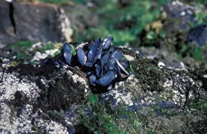 Shell Fish Prints: Blue Mussel (Mytilus edulis chilensis) Falkland Islands