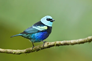 Equatorial Prints: Blue-necked Tanager (Tangara cyanicollis) adult