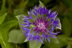 Middle East Prints: Blue Perennial Cornflower (Centaurea nigrifimbriata) close-up of flower