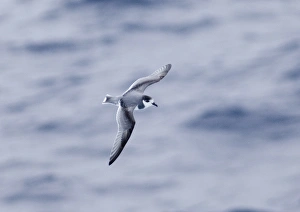 Open Prints: Blue Petrel (Halobaena caerulea) adult, in flight over sea, Southern Ocean, november