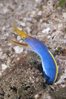 Burrow Prints: Blue Ribbon Eel (Rhinomuraena quaesita) adult