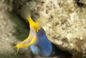 Blue Ribbon Eel (Rhinomuraena quaesita) adult, close-up of head, with mouth open, Mabul Island, Sabah, Borneo, Malaysia