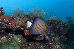 Ship Prints: Blue-ringed Angelfish (Pomacanthus annularis) adult