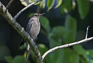 Blue Rock-thrush (Monticola solitarius) adult female, perched on branch, Kaeng Krachan N. P. Thailand, february