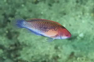 Indopacific Prints: Blue-sided Wrasse (Cirrhilabrus cyanopleura) adult