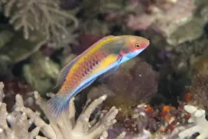 West Papua Prints: Blue-sided Wrasse (Cirrhilabrus cyanopleura) adult