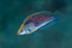 Blue-sided Wrasse (Cirrhilabrus cyanopleura) adult, swimming, Lembeh Straits, Sulawesi, Sunda Islands, Indonesia
