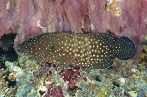 Komodo Prints: Blue-spotted Grouper (Cephalopholis cyanostigma) adult