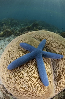 Corals Prints: Blue Starfish (Linckia laevigata) adult