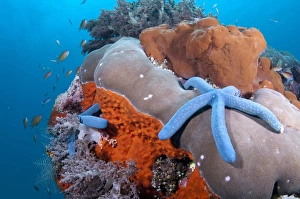 Sponges Prints: Blue Starfish (Linckia laevigata) two adults