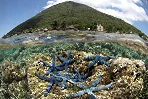 Blue Starfish (Linckia laevigata) adults, group on coral with volcano in background, viewed from above and below water
