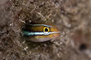 Blue-striped Fangblenny (Plagiotremus rhinorhynchos) adult, emerging from burrow, Blue Water Muck dive site, Uhak River, Wetar Island, Barat Daya Islands, Lesser Sunda Islands, Maluku Province, Indonesia