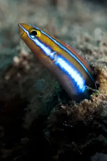 Blue-striped Fangblenny (Plagiotremus rhinorhynchos) adult, emerging from burrow, Blue Water Muck dive site, Uhak River, Wetar Island, Barat Daya Islands, Lesser Sunda Islands, Maluku Province, Indonesia