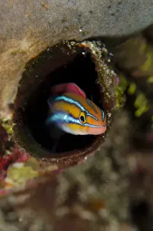 Blue-striped Fangblenny (Plagiotremus rhinorhynchos) orange form, adult, sheltering in hole, Horseshoe Bay, Nusa Kode