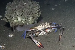 Indopacific Prints: Blue Swimming Crab (Portunus pelagicus) adult pair