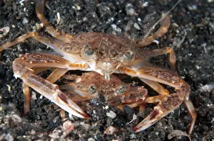 Strait Prints: Blue Swimming Crab (Portunus pelagicus) adult pair