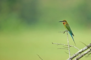 Sri Lanka Prints: Blue-tailed Bee-eater (Merops philippinus) adult, perched on twig, Sri Lanka, February