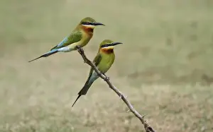 South Asia Prints: Blue-tailed Bee-eater (Merops philippinus) adult pair
