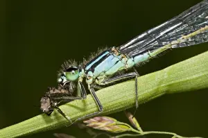 Damselfly Prints: Blue-tailed Damselfly (Ischnura elegans) adult male