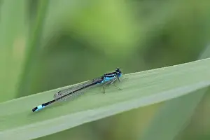 Blue-tailed Damselfly (Ischnura elegans) adult male, resting on leaf, Strumpshaw Fen RSPB Reserve, River Yare
