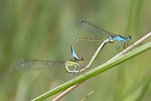 Blue-tailed Damselfly (Ischnura elegans) adult pair, mating in wheel position, Camargue, Bouches-du-Rhone