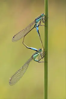 Blue-tailed Damselfly (Ischnura elegans) adult pair, mating, Leicestershire, England, june