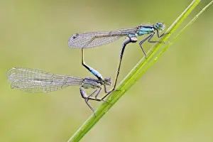 Blue-tailed Damselfly (Ischnura elegans) adult pair, mating in wheel position, Leicestershire, England, July