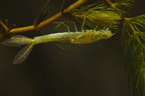 Damselfly Prints: Blue-tailed Damselfly (Ischnura elegans) nymph
