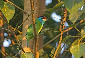 Barbet Prints: Blue-throated Barbet (Megalaima asiatica asiatica) adult male