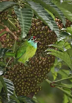 Blue-throated Barbet (Megalaima asiatica davisoni) adult, feeding on fruit in tree, Kaeng Krachan N. P. Thailand, november