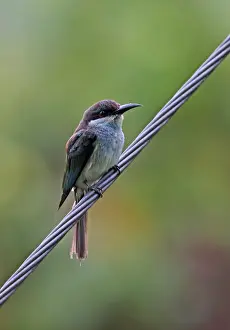 Wire Prints: Blue-throated Bee-eater (Merops viridis viridis) immature